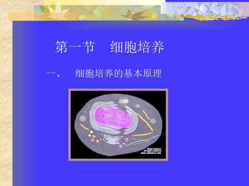 口腔细菌的培养及应用ppt课件.ppt_第2页