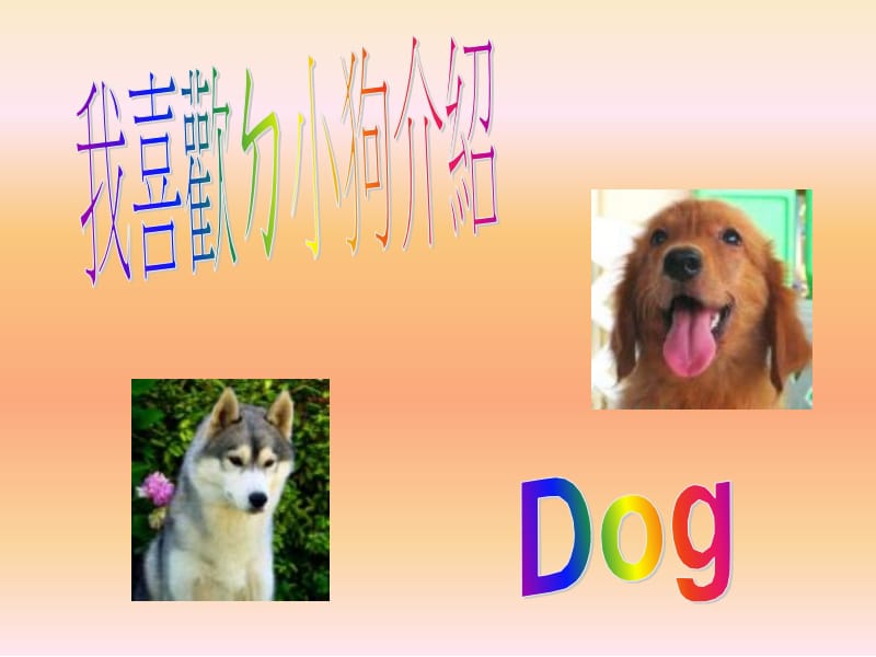 斗牛犬.ppt_第1页