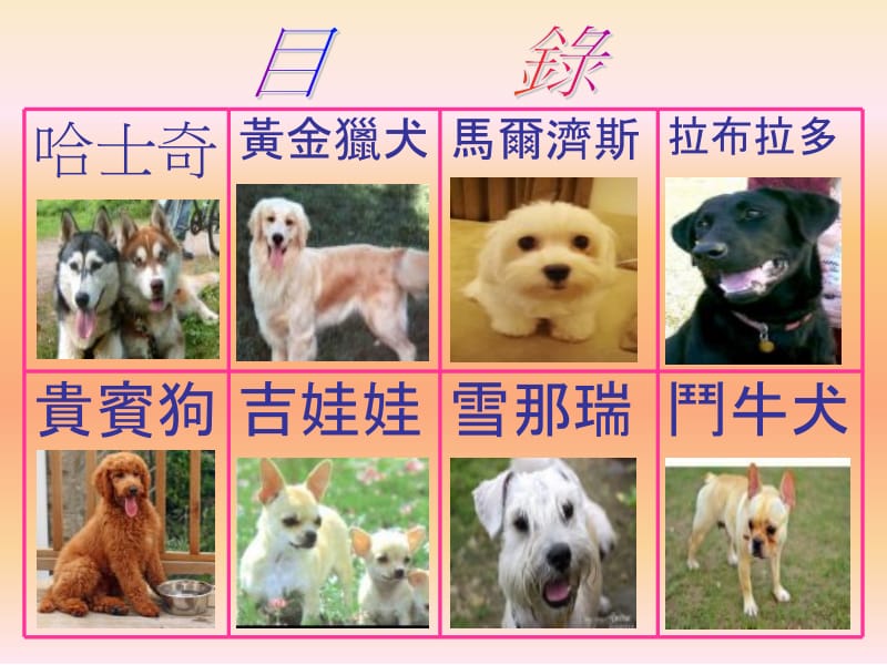 斗牛犬.ppt_第2页