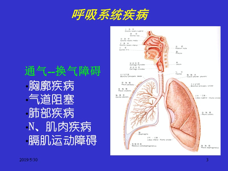 呼吸系统诊断学ppt课件.ppt_第3页