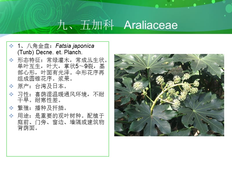 九五加科Araliaceae--精品PPT课件.ppt_第2页