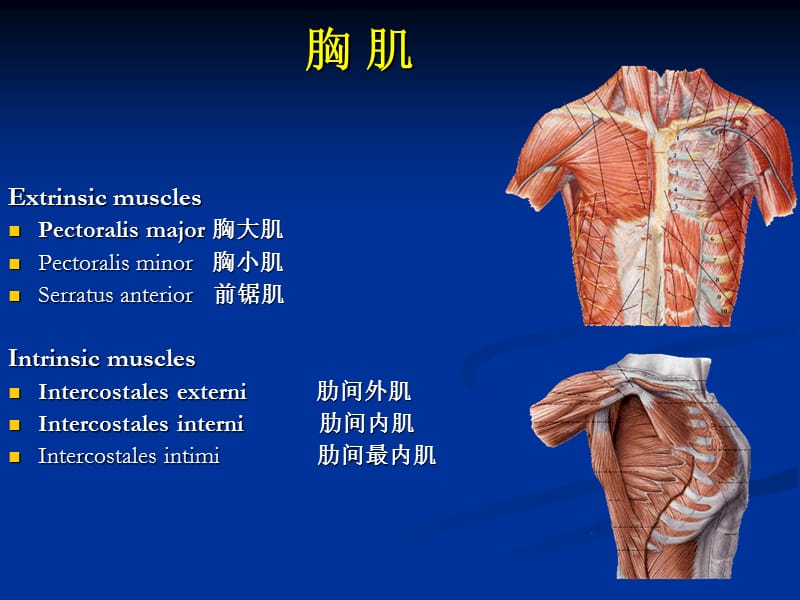 四肢前面的深层ppt课件.ppt_第3页