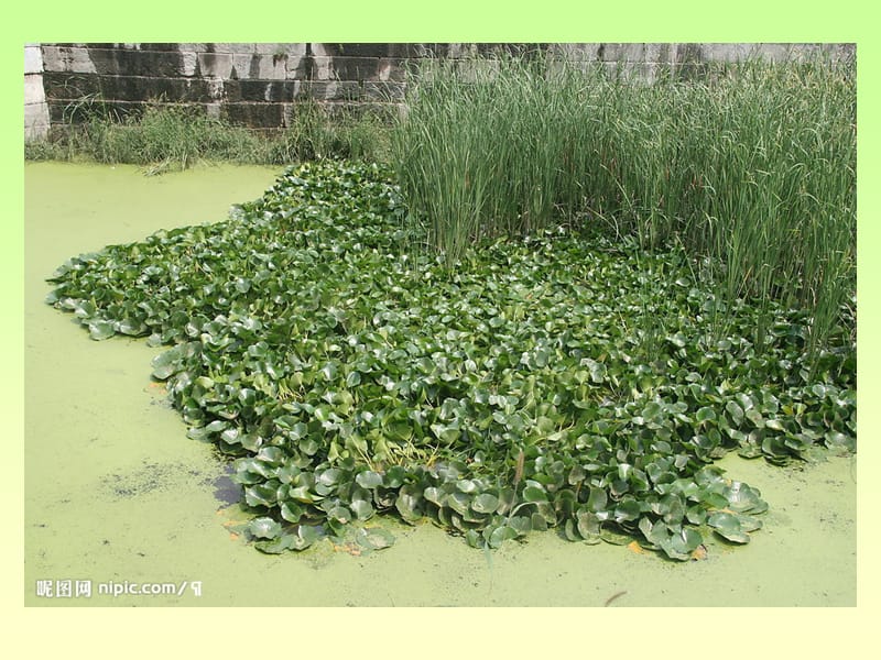 小学科学课件 水生植物.ppt_第3页