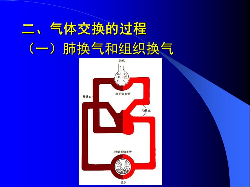 第二部分气体交换Gasexchage.ppt_第2页