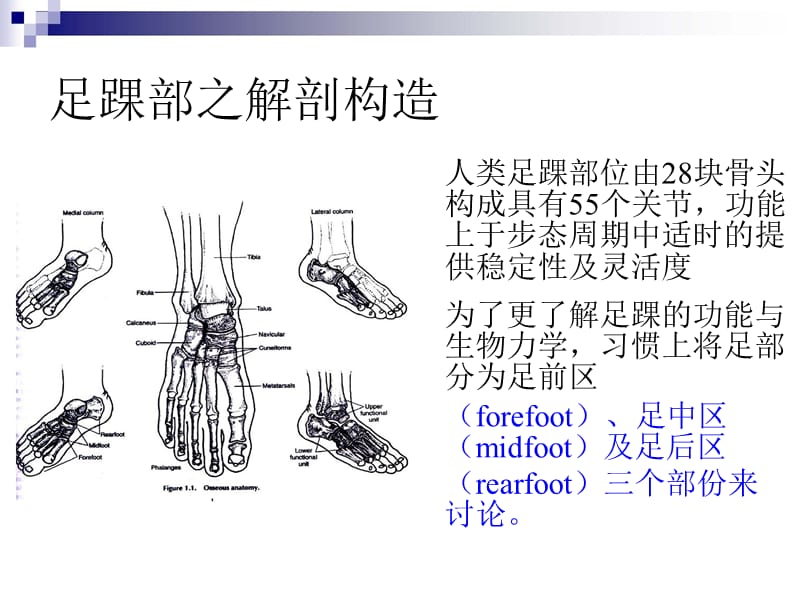 常见足部问题及解决方法p阳pt课件.ppt_第3页