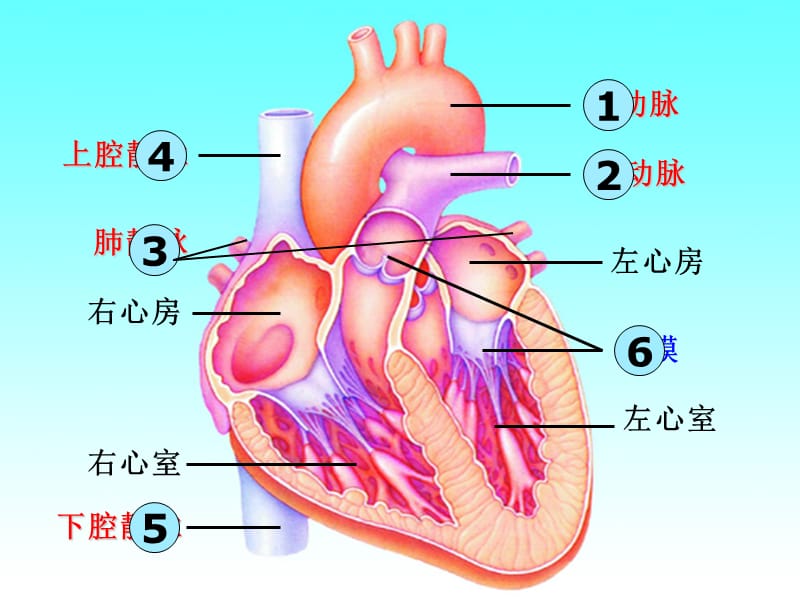 心脏和循环教学的ppt课件.ppt_第3页