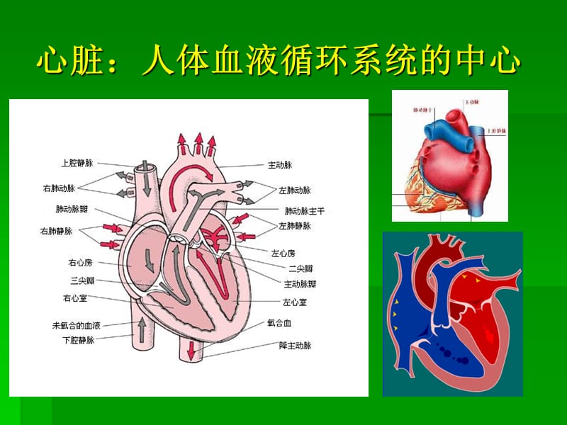 扩展阅读纵隔心血管是的解剖ppt课件.ppt_第2页