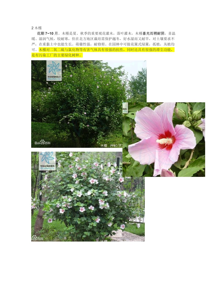 夏季开花树木、常绿树木.doc_第2页