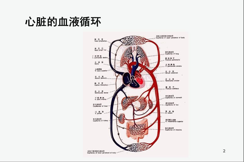 心力衰是竭 PPT课件.ppt_第2页