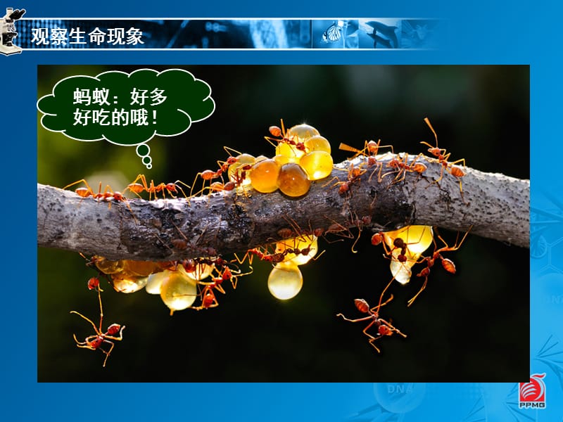 生物与上生物学-教学课件.ppt_第2页