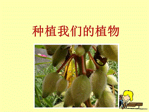 种植我们的植物教学但ppt课件.ppt