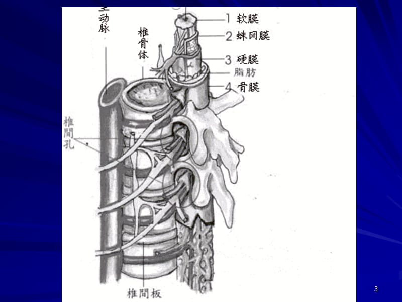 椎管狭窄全面讲解到 ppt课件.ppt_第3页