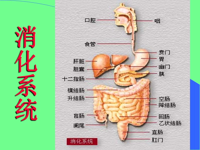 温医《病是理学》实验全 7消化系统疾病实验.ppt_第3页