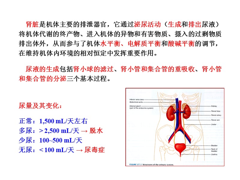 生理学chapt08肾脏的排泄功能上ppt课件.ppt_第2页