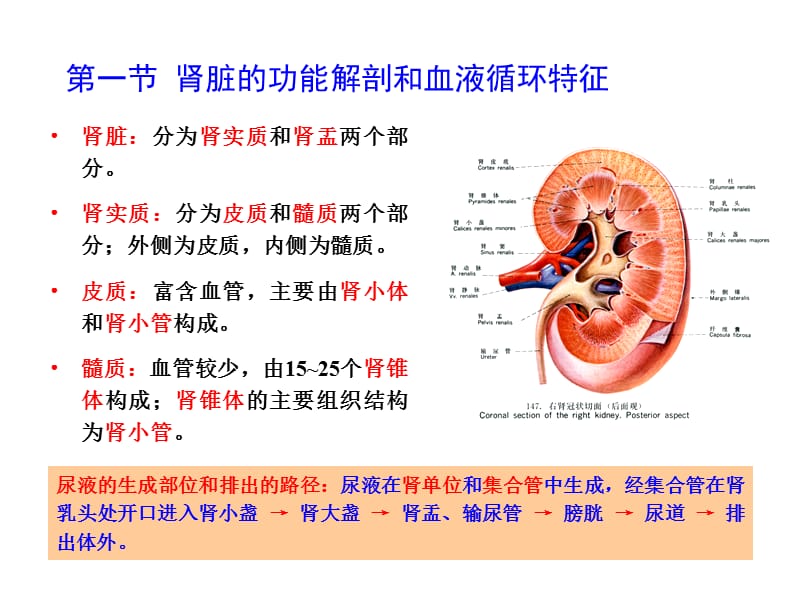 生理学chapt08肾脏的排泄功能上ppt课件.ppt_第3页