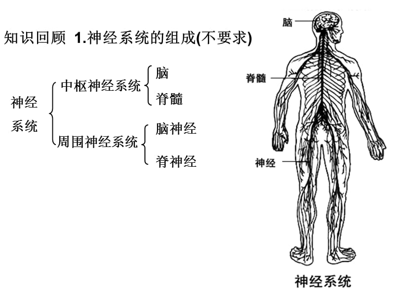 神经系统的结构与功能一轮复习2014-3说-3ppt课件.ppt_第1页