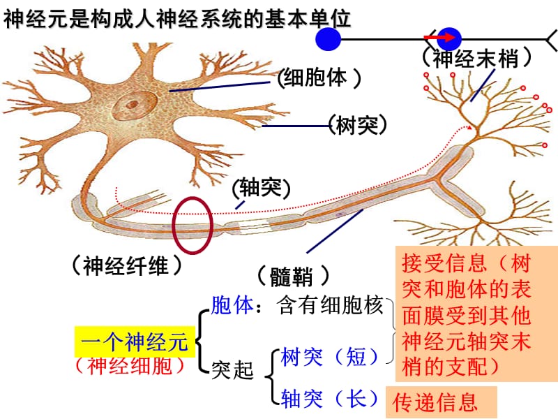 神经系统的结构与功能一轮复习2014-3说-3ppt课件.ppt_第2页