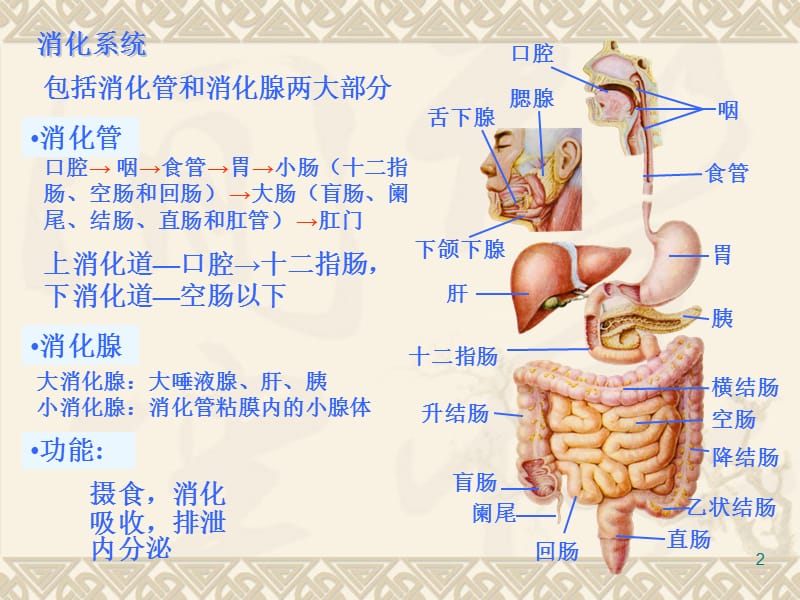 消化道解剖及常见疾点病护理ppt课件.ppt_第2页