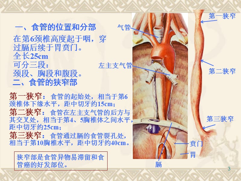 消化道解剖及常见疾点病护理ppt课件.ppt_第3页