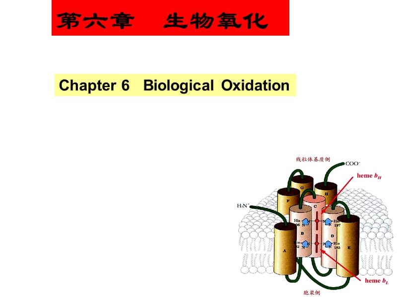 生物化学 生都物氧化.ppt_第1页