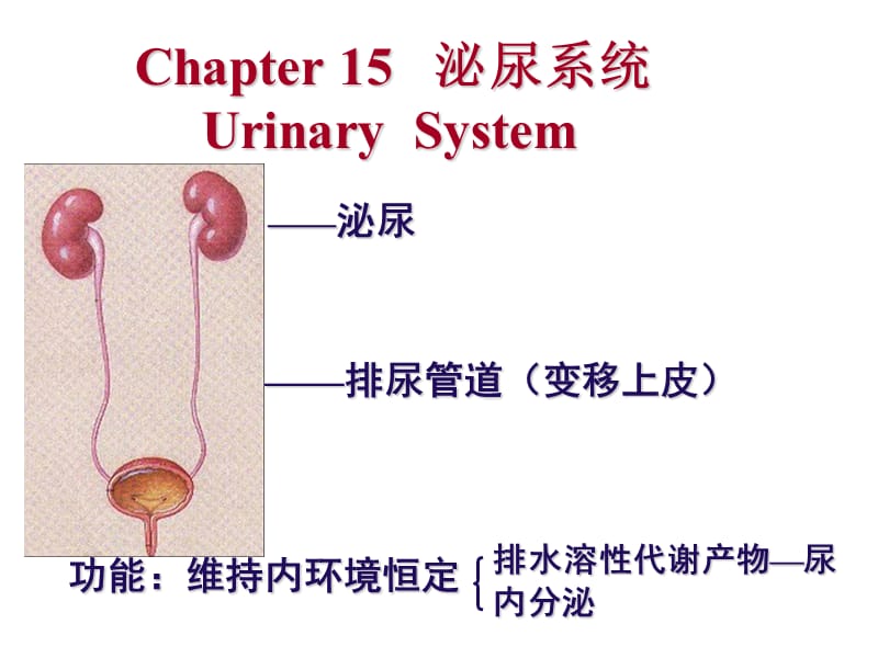 本硕17泌尿系统pp是t课件.ppt_第1页