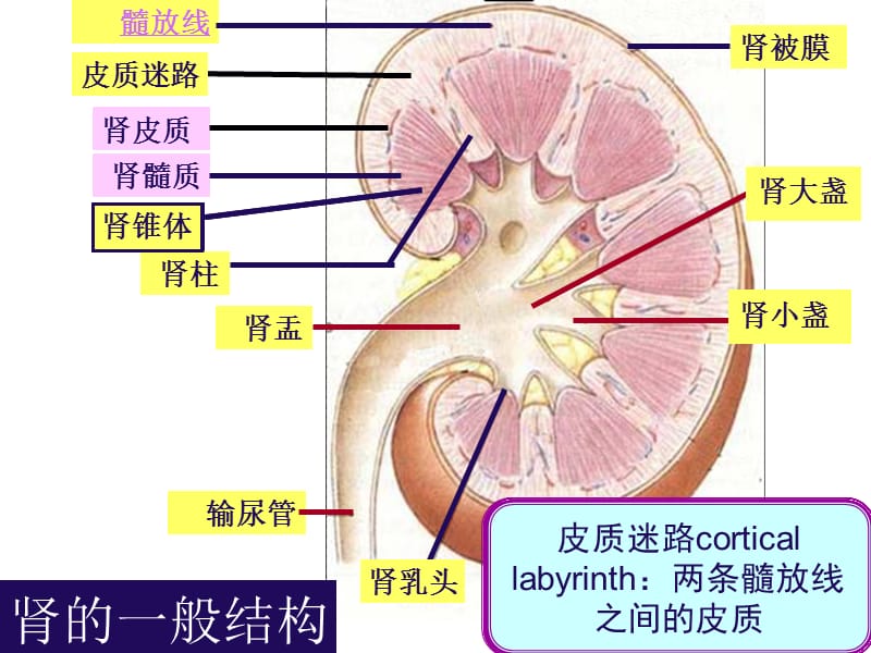 本硕17泌尿系统pp是t课件.ppt_第2页