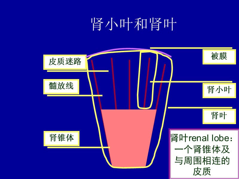 本硕17泌尿系统pp是t课件.ppt_第3页