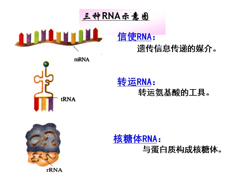 三种RNA示意图.ppt_第1页