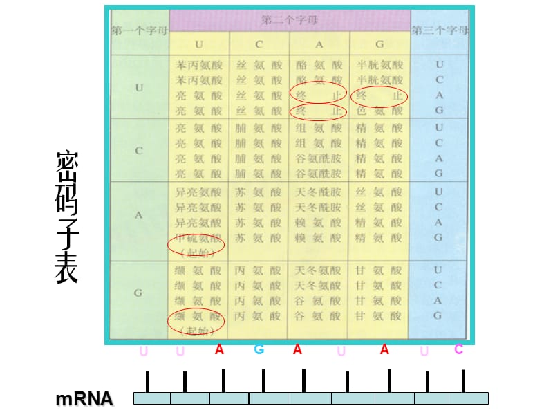 三种RNA示意图.ppt_第2页