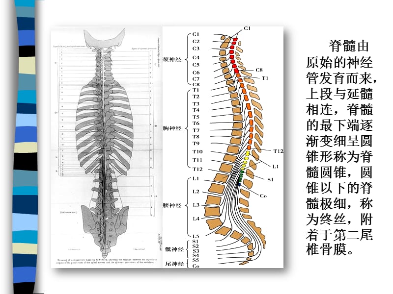 脊髓病阳基础知识ppt课件.ppt_第2页