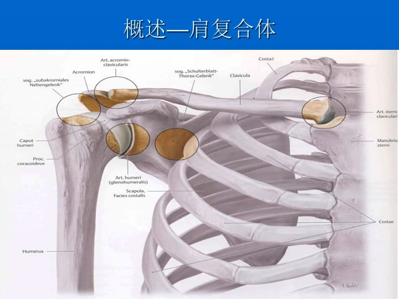 肩关节周围炎分的康复治疗ppt课件.ppt_第3页