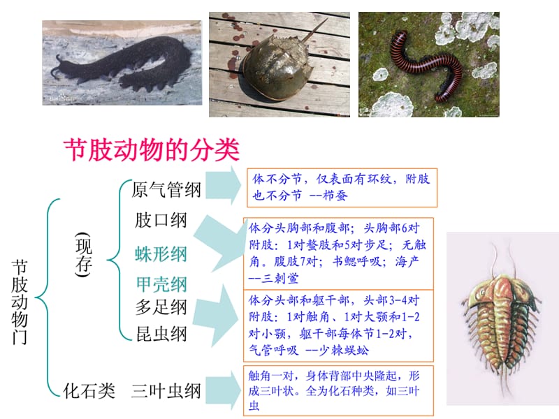 节肢动物与中人类健康.ppt_第3页