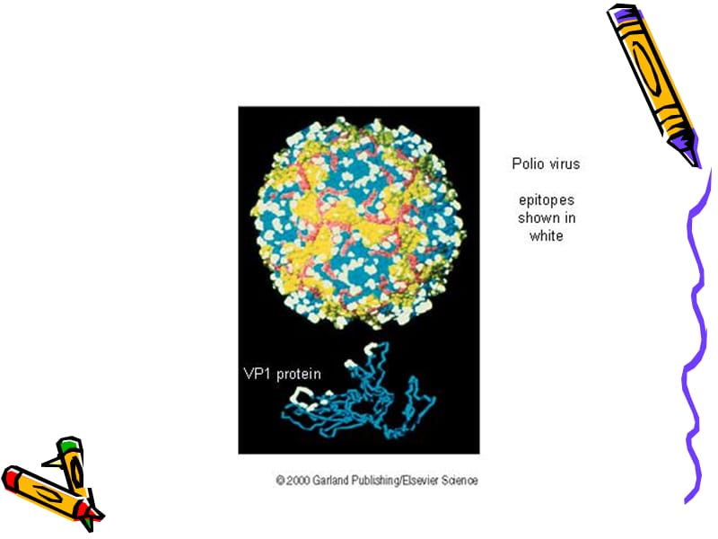 实验一双向琼脂扩散试验.ppt_第2页