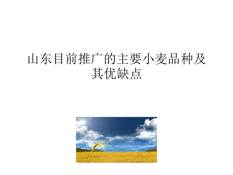 山东目前推广的主要小麦品种.ppt_第1页