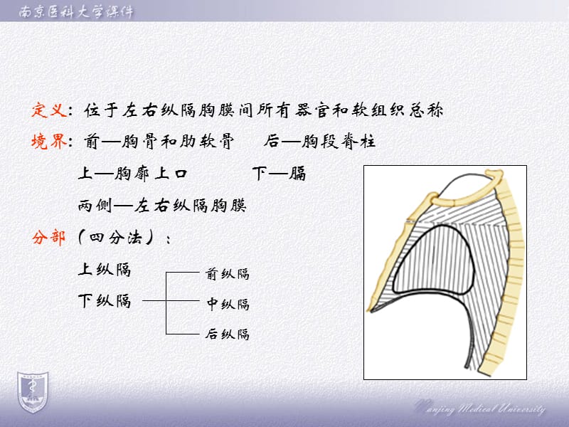 纵隔横呢断层解剖ppt课件.ppt_第2页