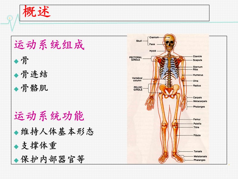 运动系统(人体组你织解剖学)ppt课件.ppt_第2页