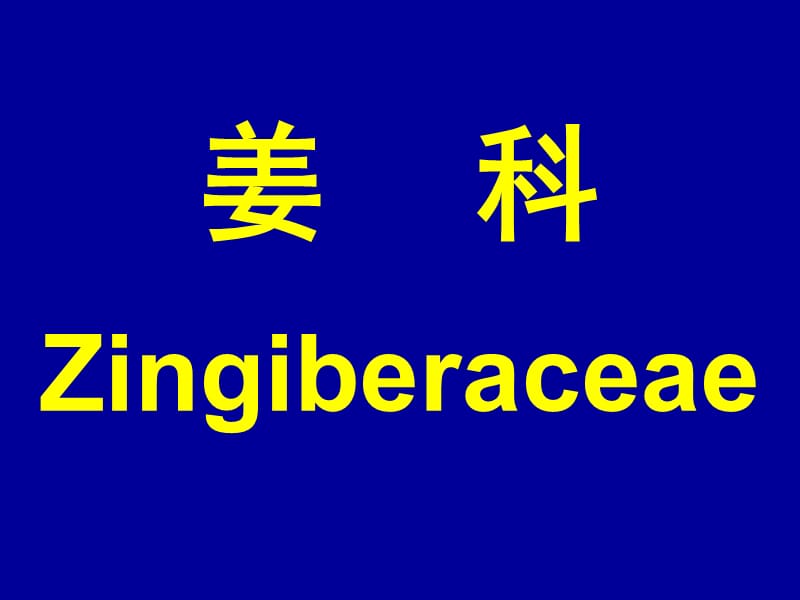 姜科Zingiberaceae.ppt_第1页