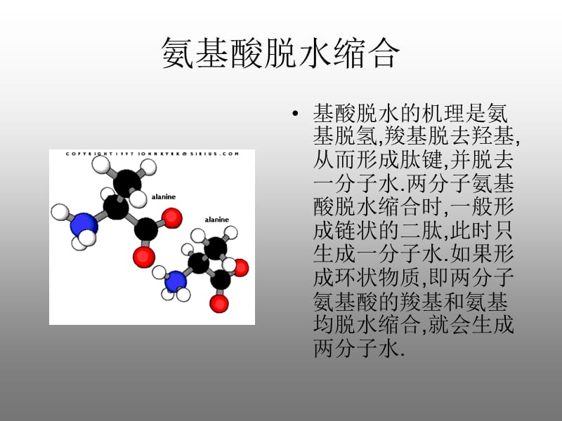 氨基酸脱水缩合.ppt_第2页