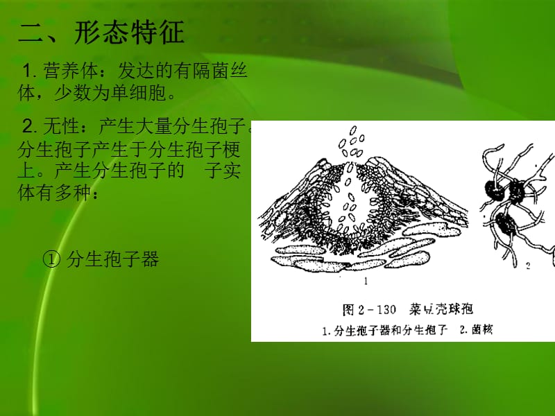 植物病理学半知菌.ppt_第2页