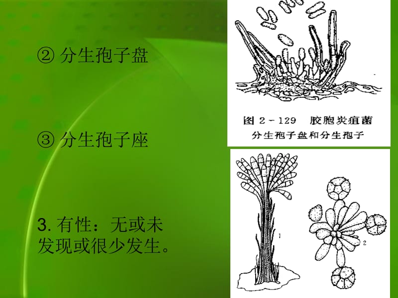 植物病理学半知菌.ppt_第3页