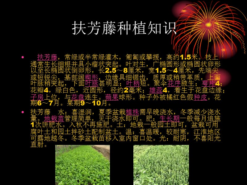 安全教育扶芳藤.ppt_第1页