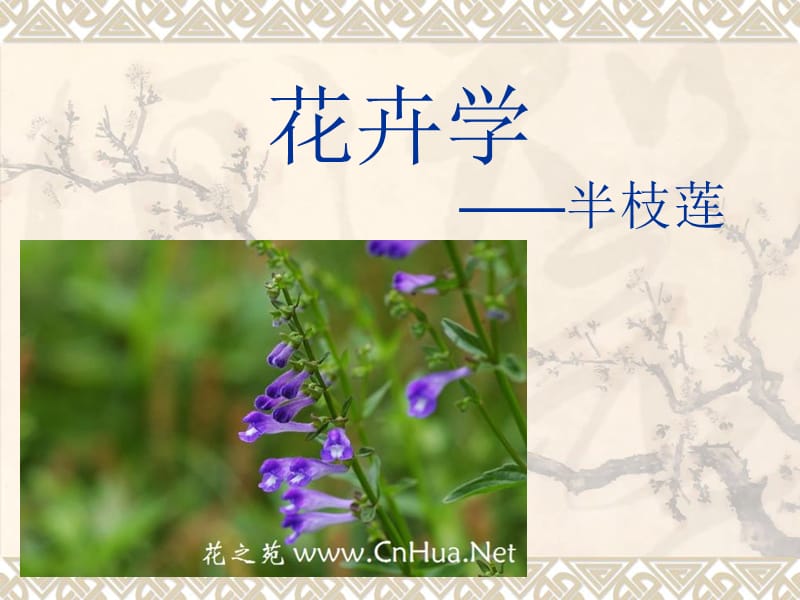 花卉半枝莲.ppt_第1页