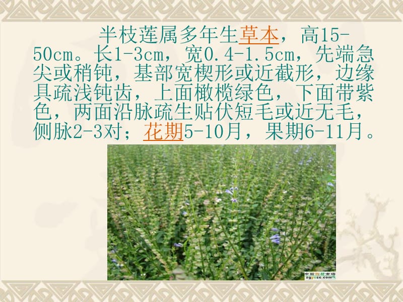 花卉半枝莲.ppt_第2页