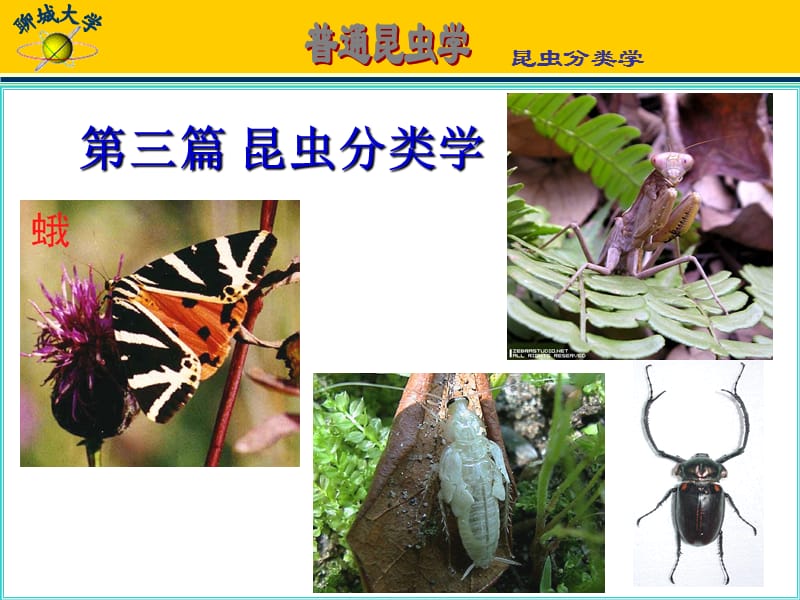 三篇昆虫分类学.ppt_第1页