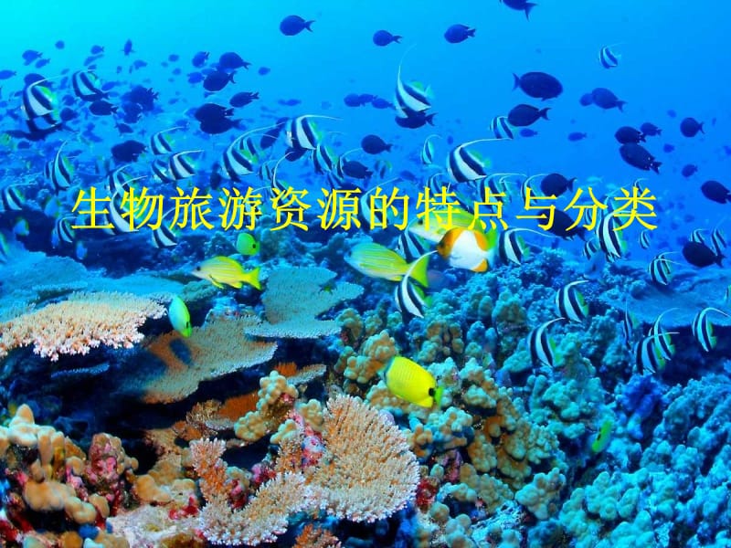 生物旅游资源特点及其分类.ppt_第1页