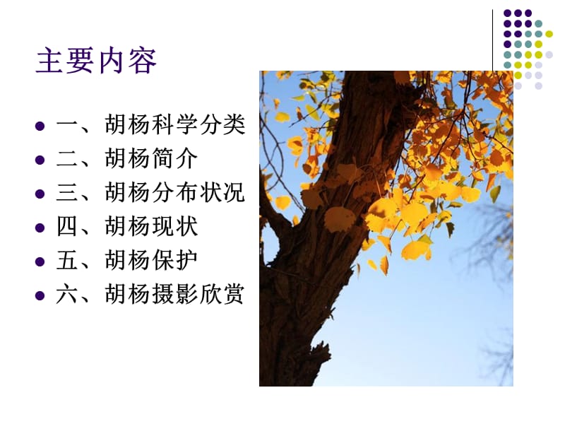 胡杨简介及保护.ppt_第3页