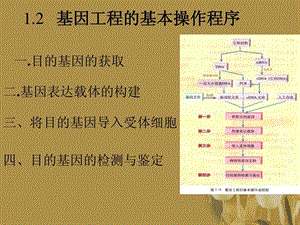 高中生物 分12基因工程的基本操作程序课件 新人教版选修.ppt