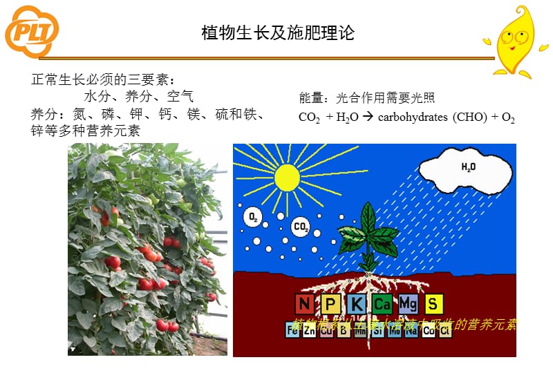 黄瓜种植管理、施肥技术及常三见问题PPT.ppt_第2页