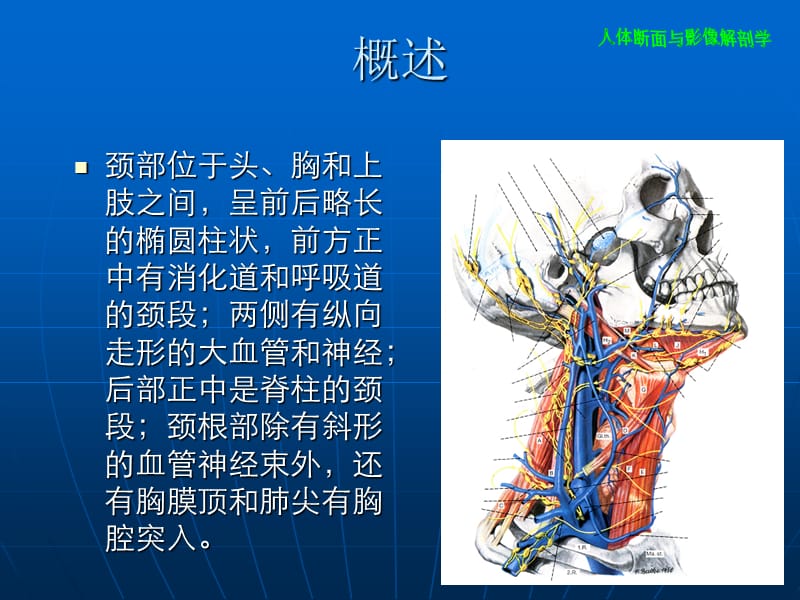 颈部断层解条剖学PPT.ppt_第3页