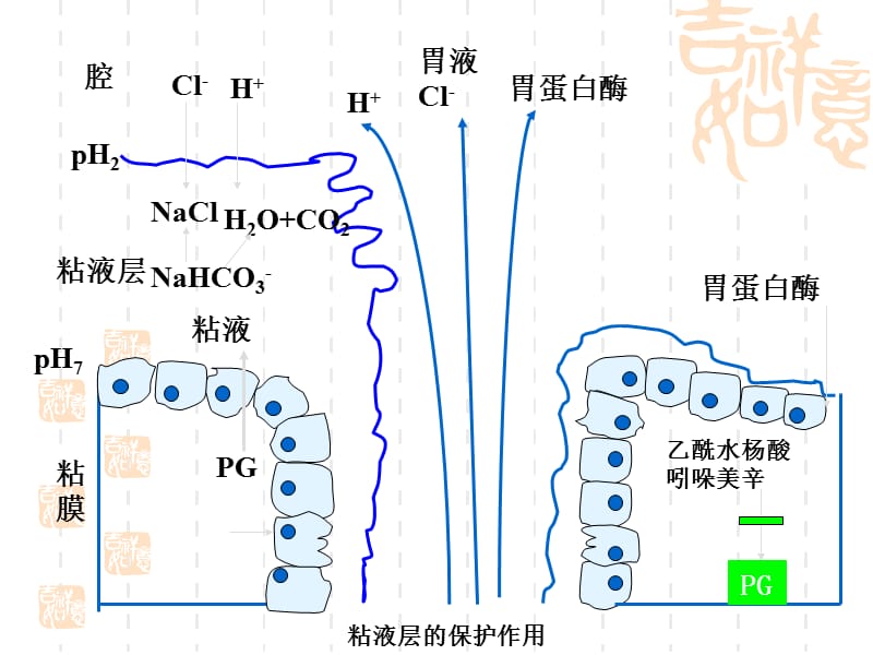 第32章消化系统的药物.ppt_第2页